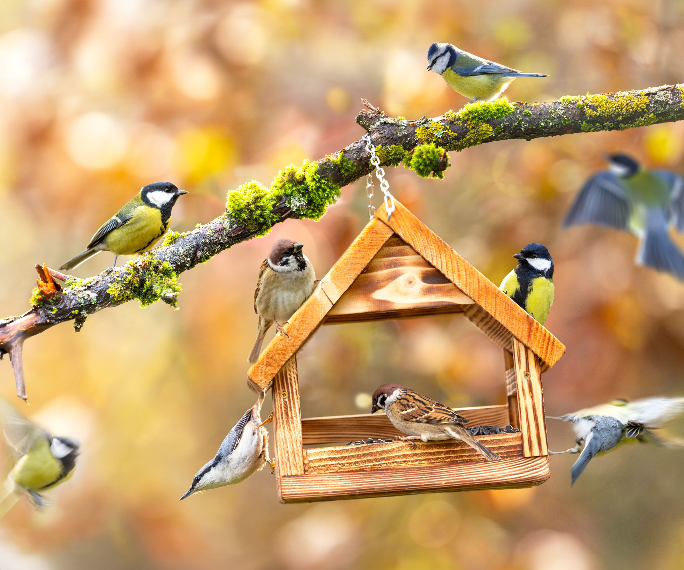 multiple sparrows and finches and colorful birds perched on wooden feeder hanging on branch