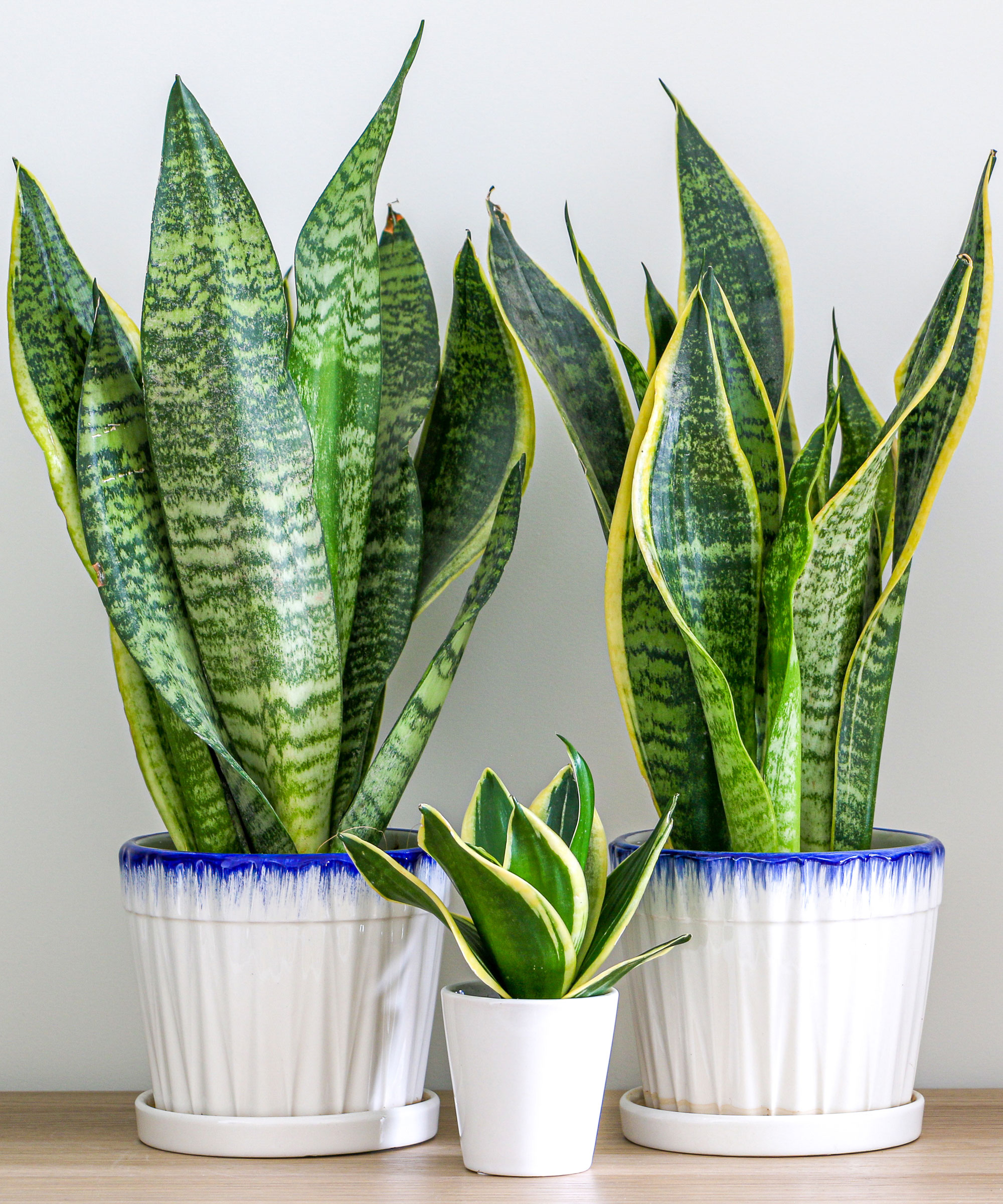 trio of snake plants in white pots