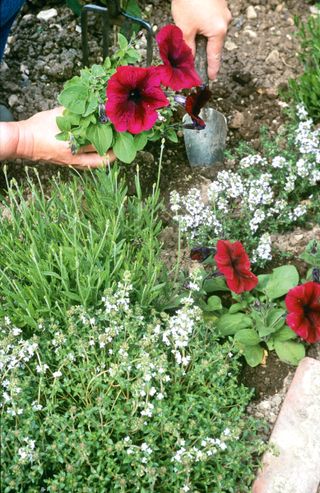 petunias being planted in a garden border