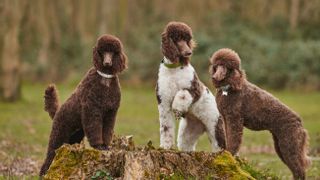 Three standard poodles