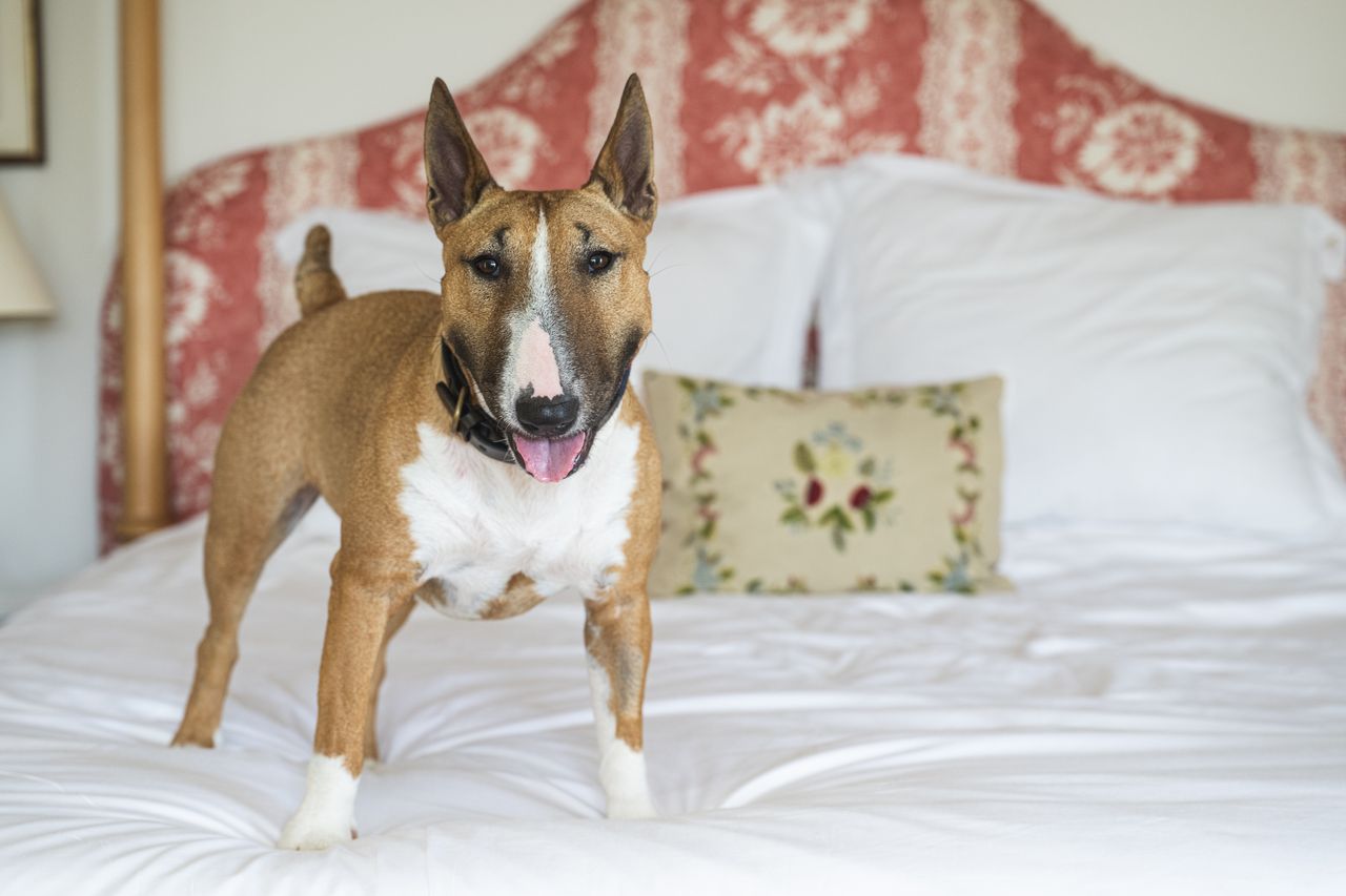 An English bull terrier called Peggy