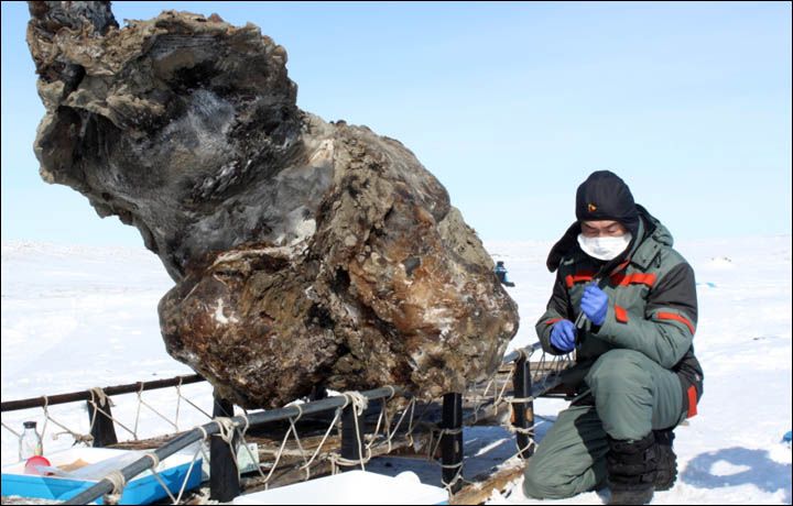 a mammoth fossil unearthed in Siberia