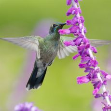 Hummingbird feeding on Mexican bush sage (Salvia leucantha) flower