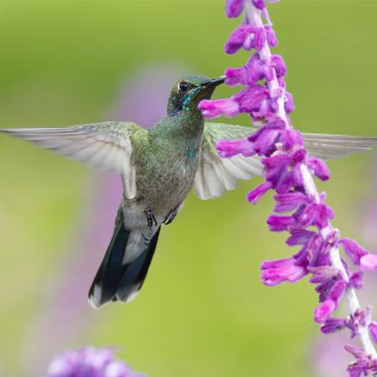 Hummingbird feeding on Mexican bush sage (Salvia leucantha) flower