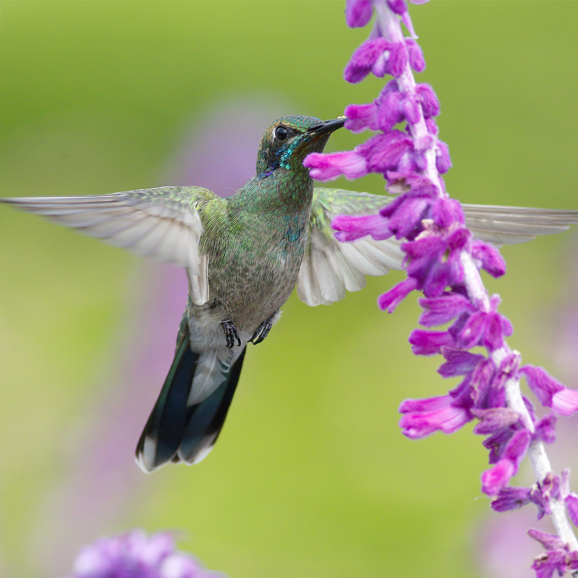 Hummingbird feeding on Mexican bush sage (Salvia leucantha) flower