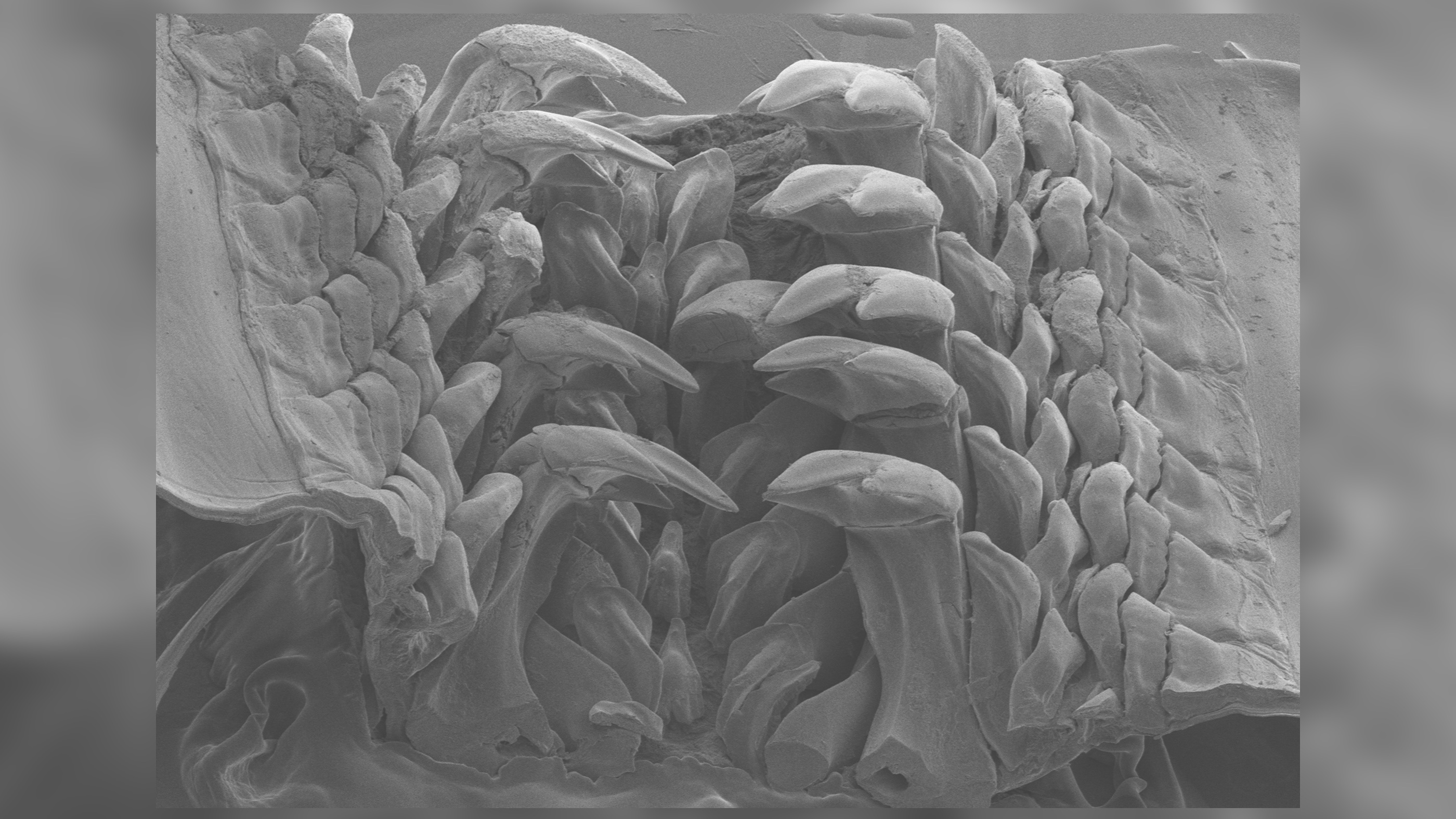 Imagine cu microscop electronic de scanare a capătului anterior al radulei cu dinții maturi.