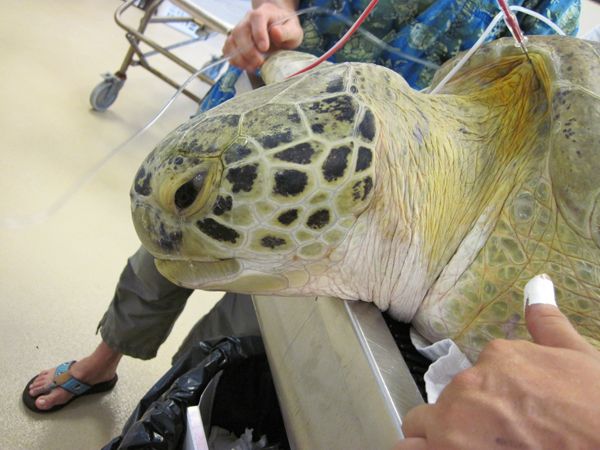 turtle, sea turtle, andre, rehabilitation, release, wildlife rescue, Florida, 