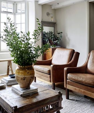 Large potted houseplant on living room coffe table next to two brown leather chairs