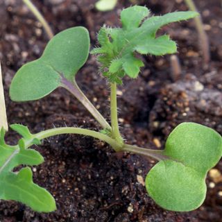 Close up of kale seedling growing in soil