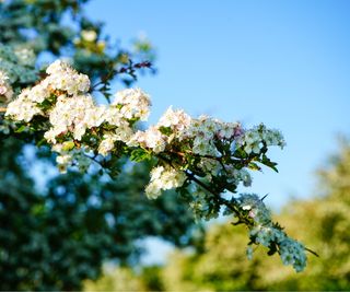 Hawthorn flowers