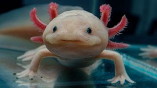 Most unusual pets - Axolotl