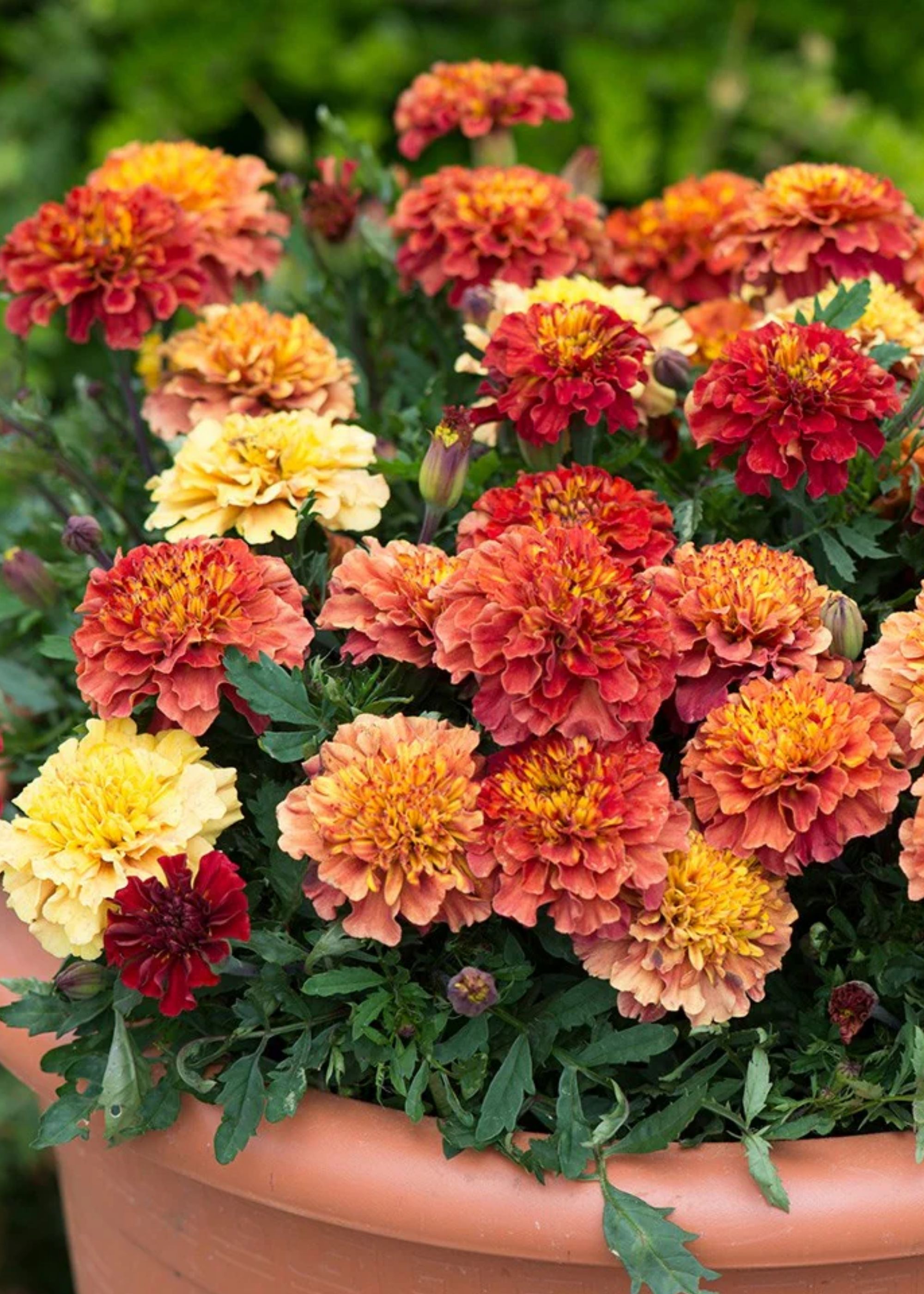 A planter of marigolds in peach, red, and yellow colors