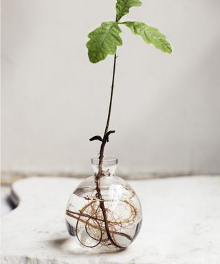 Acorn in water