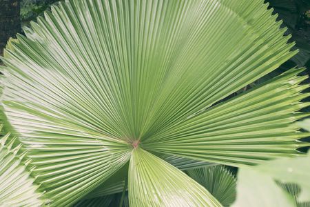 Ruffled Fan Tree