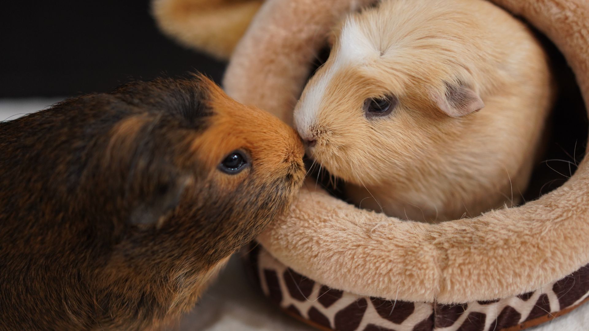 Two guinea pigs kissing