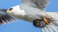 Wildlife photo of a captured vole in the talons of a kite