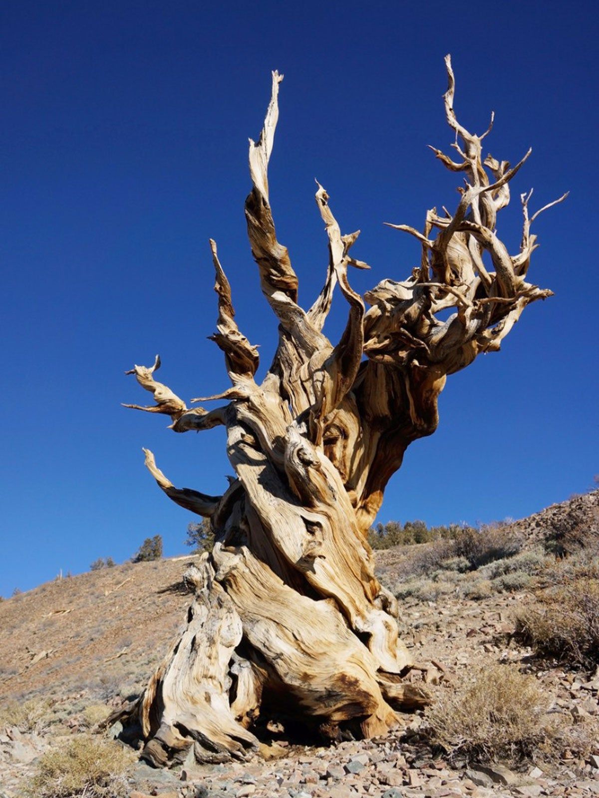 Old Tree On Mountain Landscape