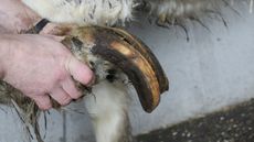 RSPCA1.jpg