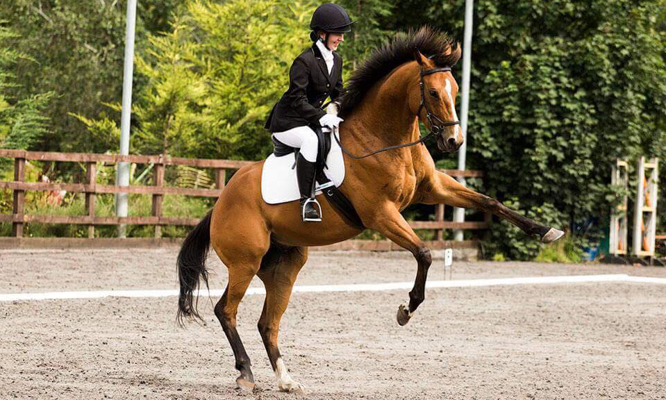 Billy.Dressage.jpg
