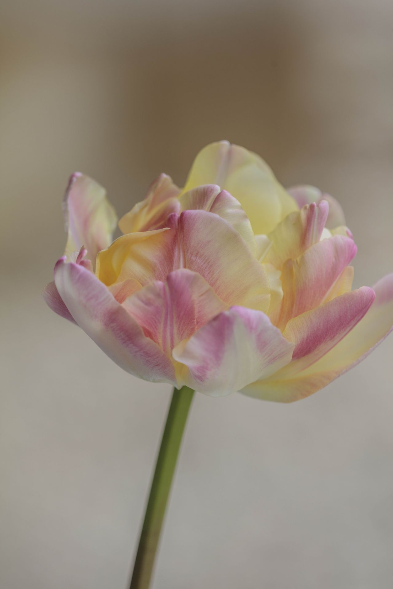 Tulip flowers in bottles