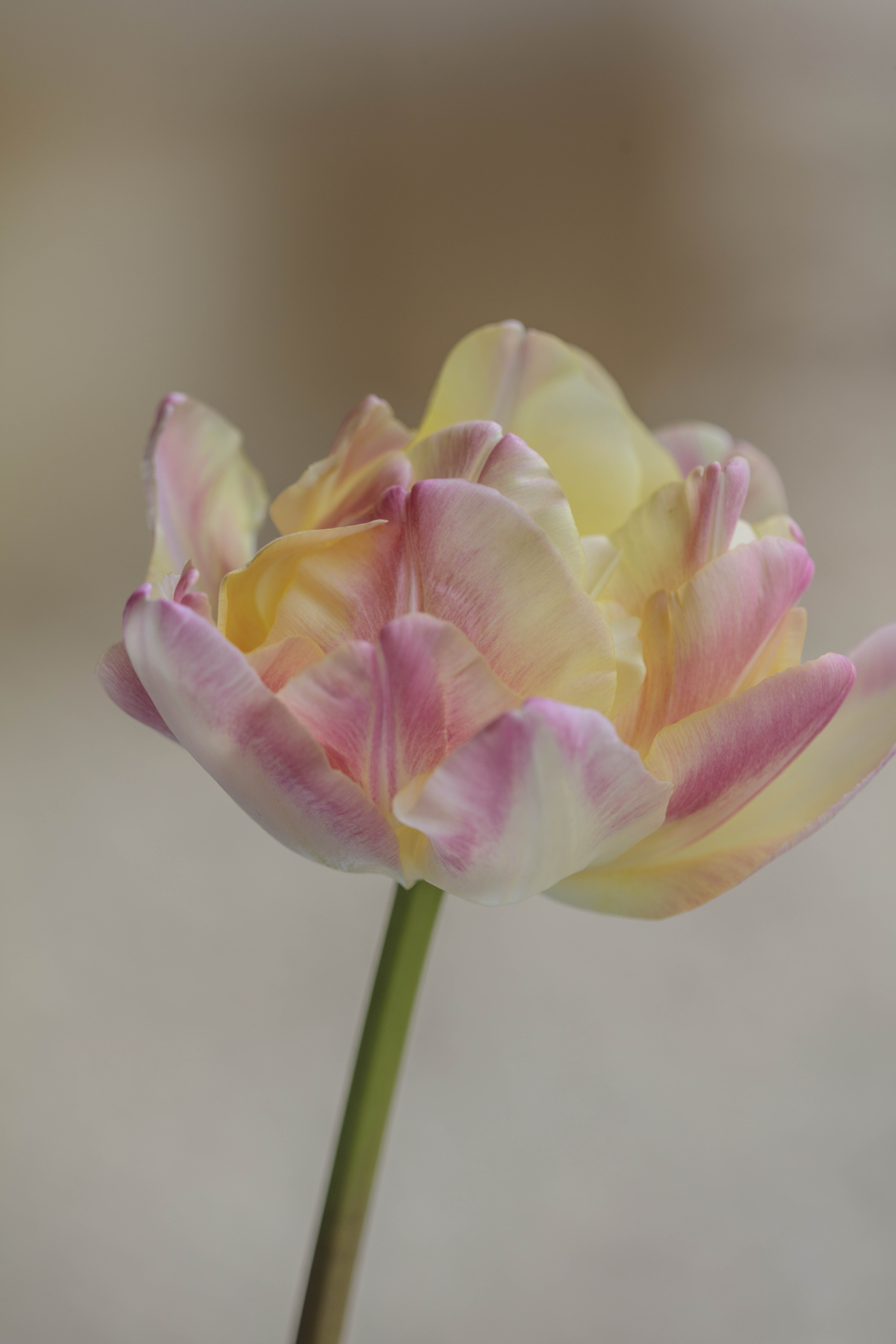 Tulip flowers in bottles