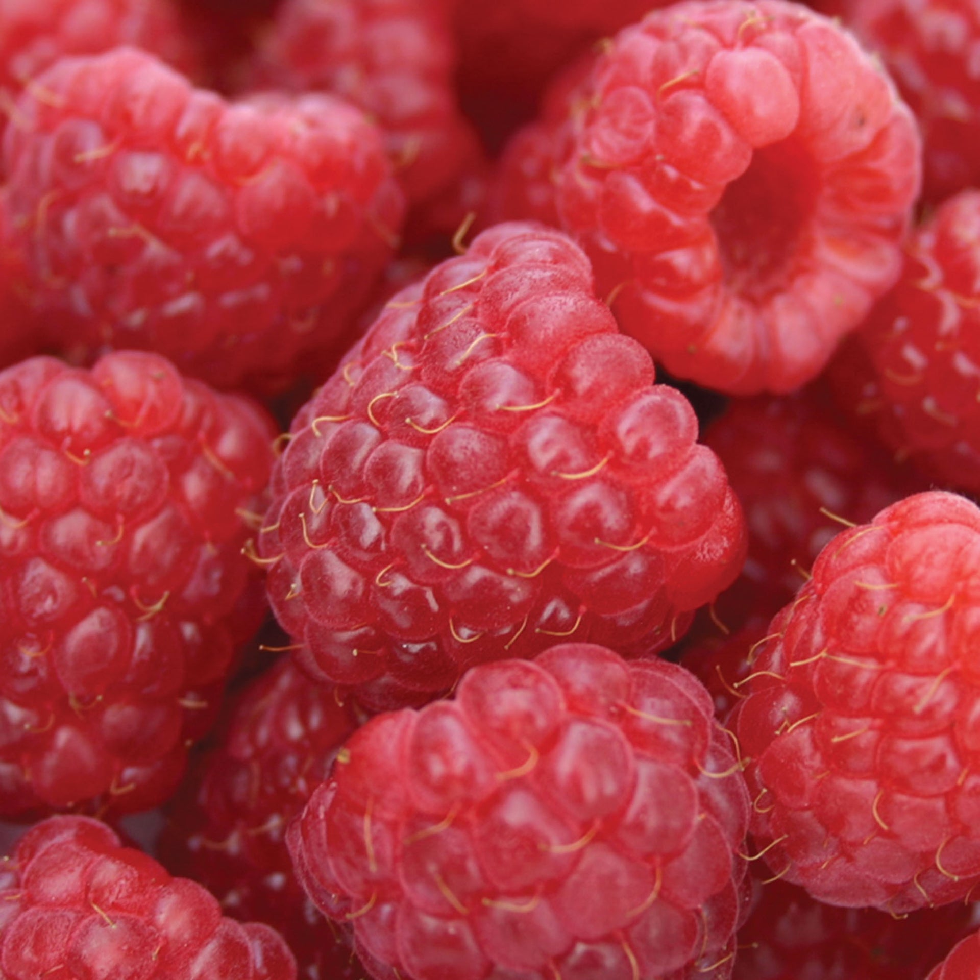 Heritage Raspberry - 1 Plant