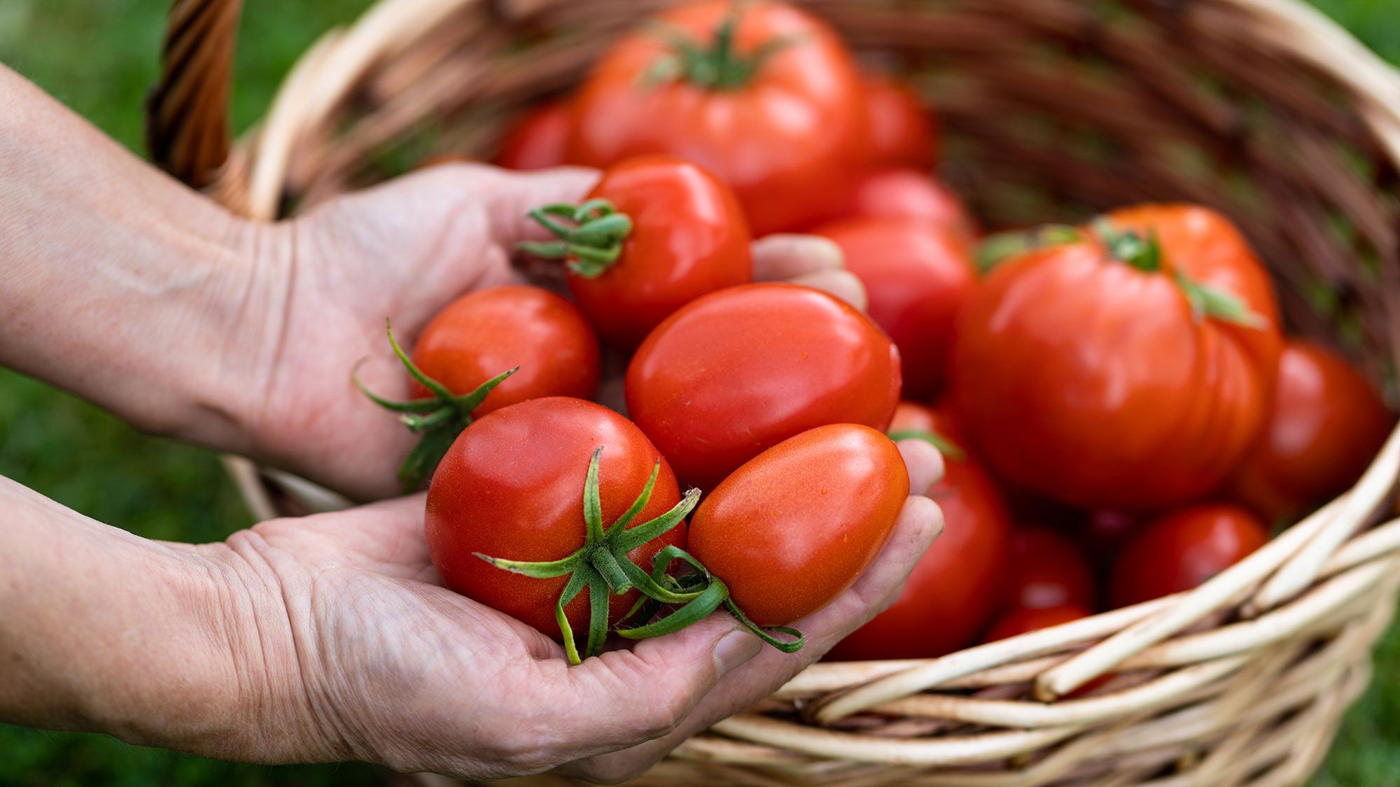 I’m going to be trying these top 4 tips to get my tomatoes tasting as if they were grown in Italy — after an Italian farmer shared why I 'shouldn't rush the land'