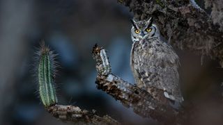 "I walked for hours through a unique desert landscape in northern Chile, where the rugged terrain traps sea mist in ravines" &ndash;&nbsp;Photographer's rare shot of 'the ghost of the desert' honored with major wildlife award
