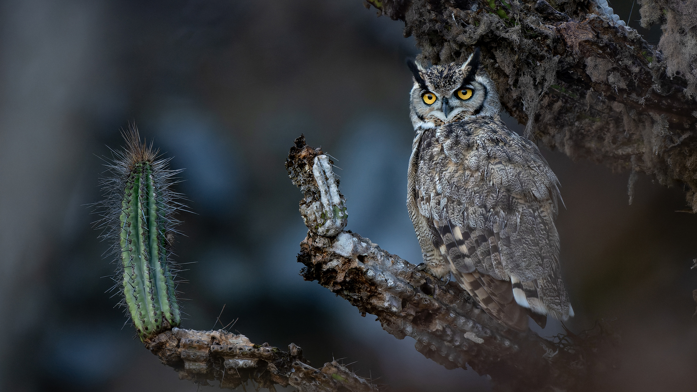 Great horned owl with bright yellow eyes perched on a spiny cactus branch against a blurred dark background