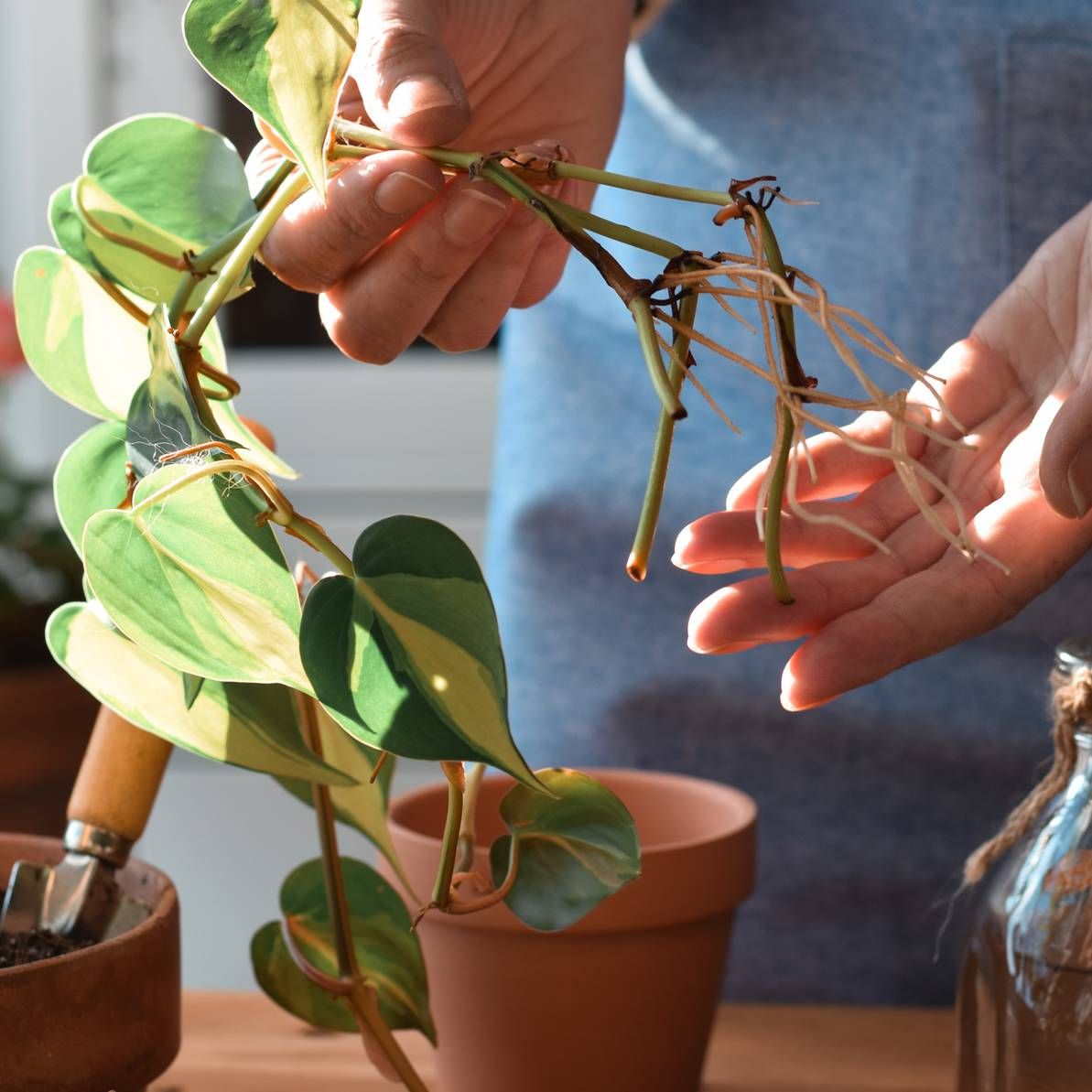 Hands holding a philodendron cutting with new roots
