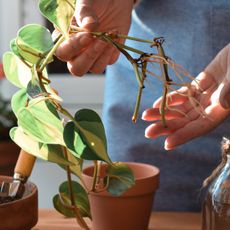 Hands holding a philodendron cutting with new roots