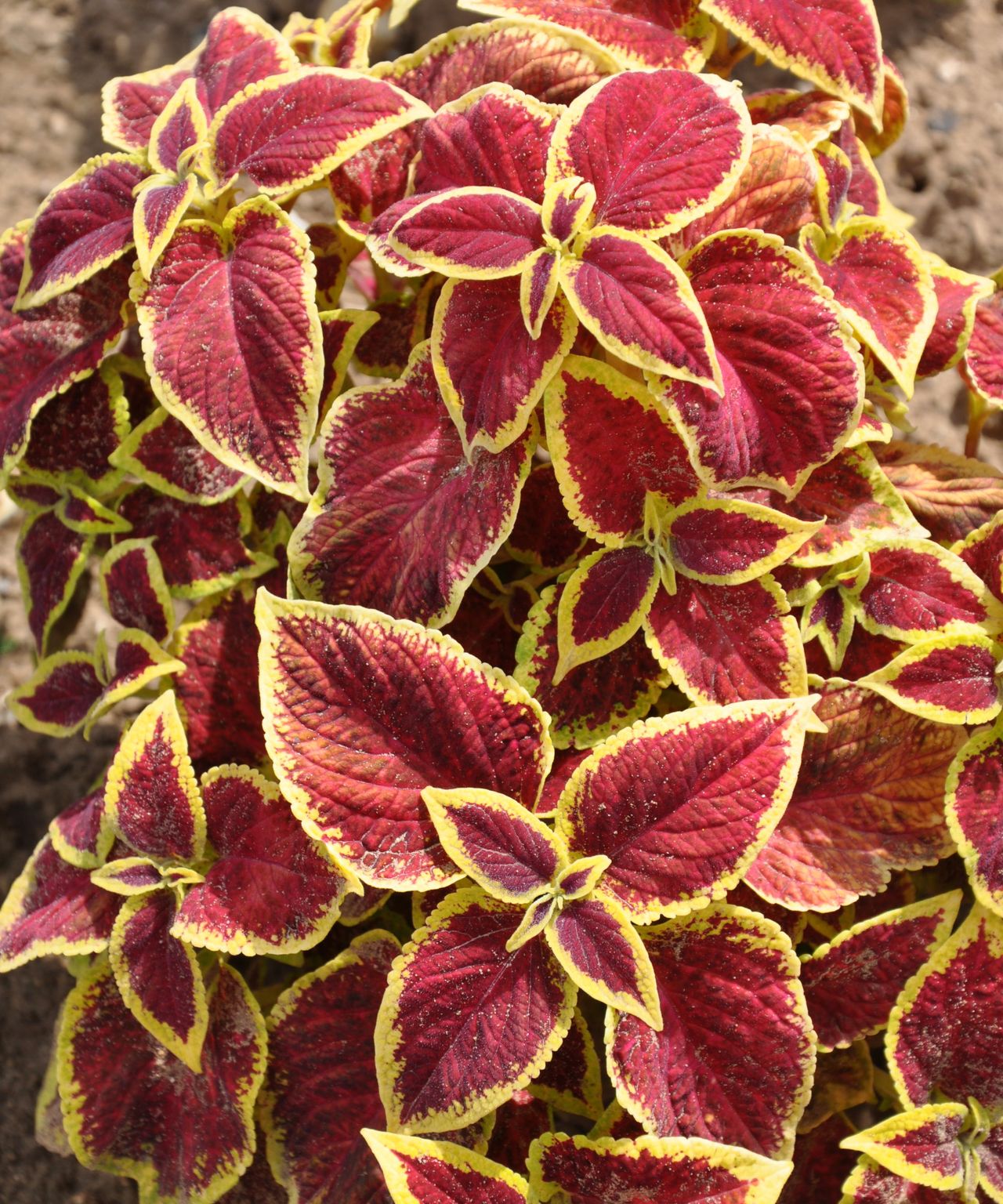 Should you cut back coleus plants for winter? Expert advice Homes