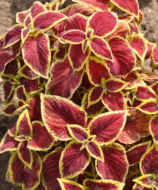 A red coleus with yellow-edged leaves