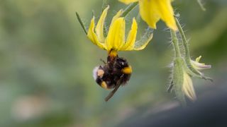 A bumble bee pollinating a tomato plant flower