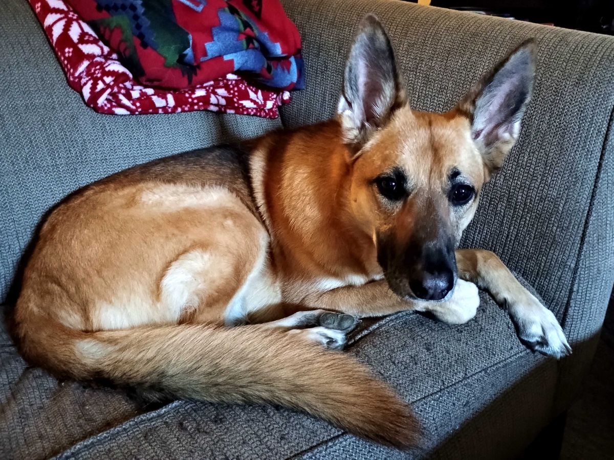 A dog on a couch