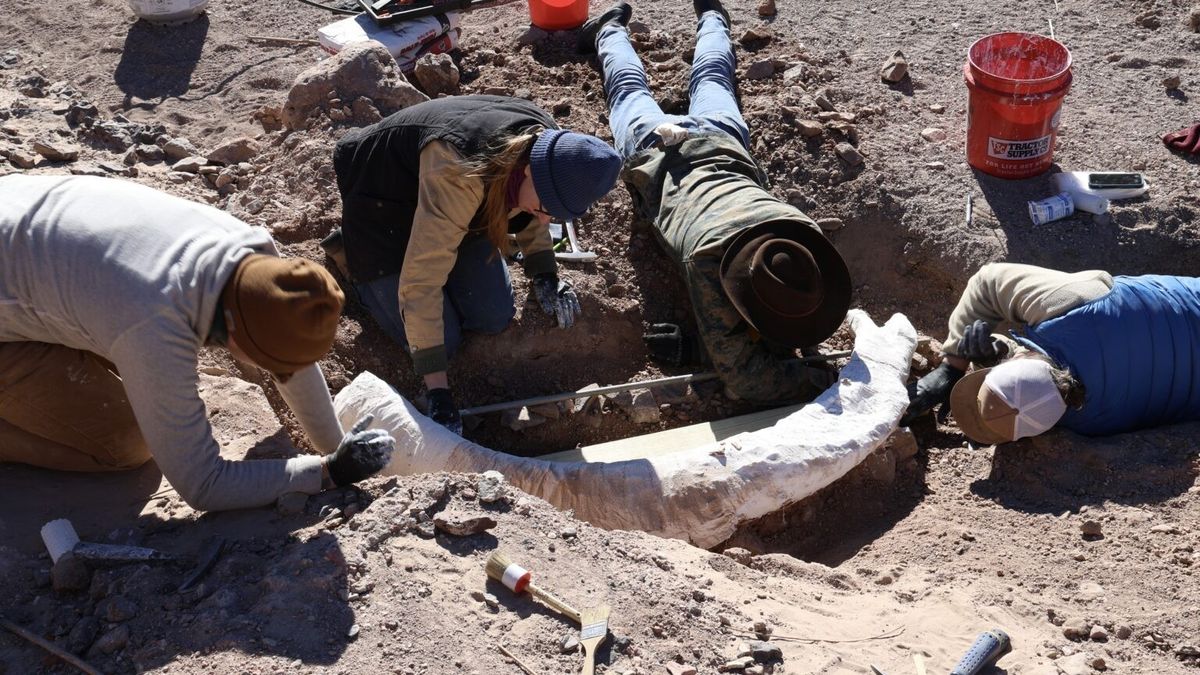 Mammoth Tusk หายากพบได้ใน West Texas Ranch