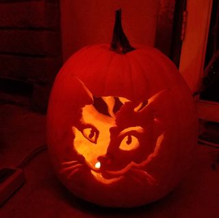 Cat jack-o’-lantern