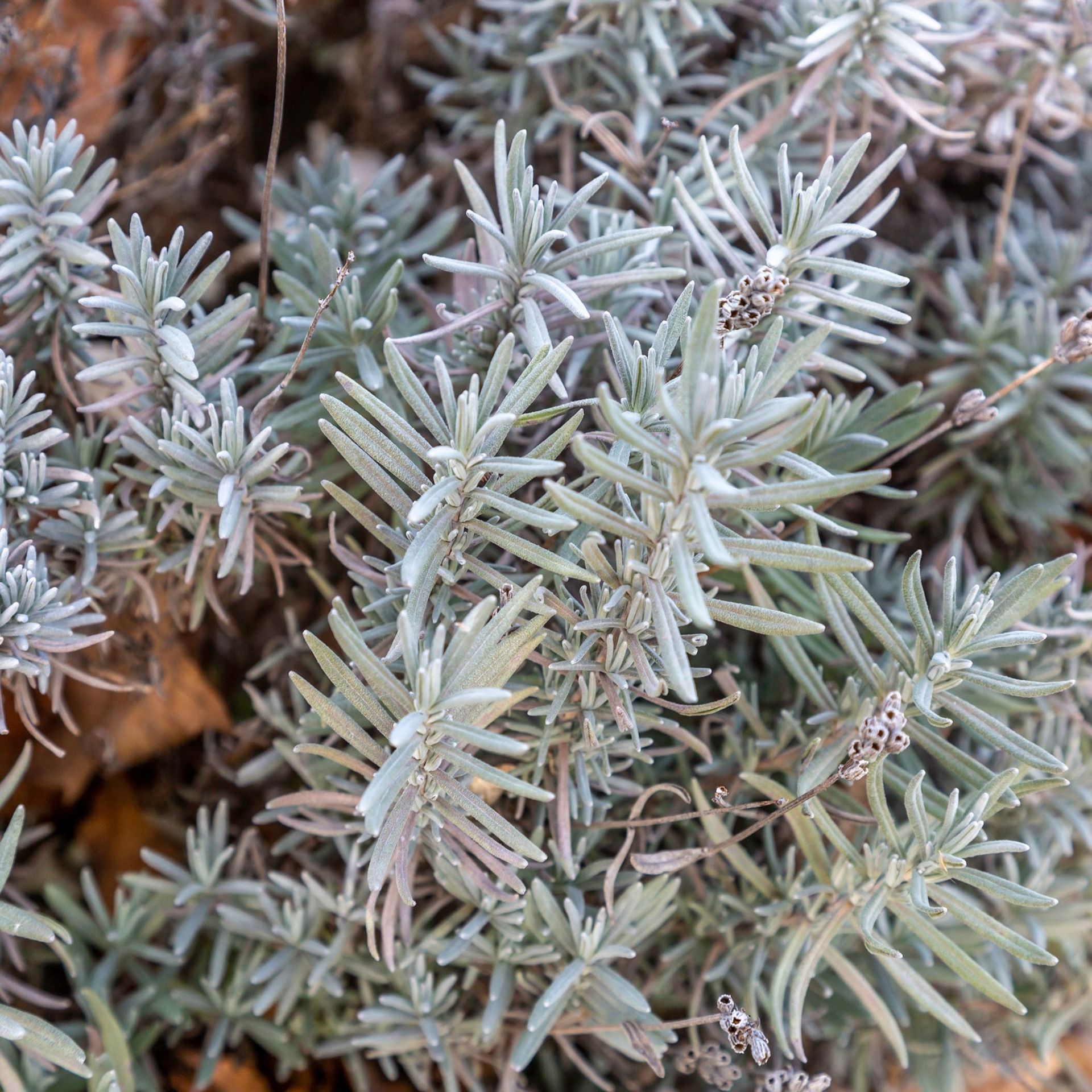 lavender in autumn garden