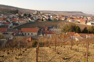 Krug's enclosed vineyard Clos de Mesnil in village of Le Mesnil-sur-Oger, Champagne,France