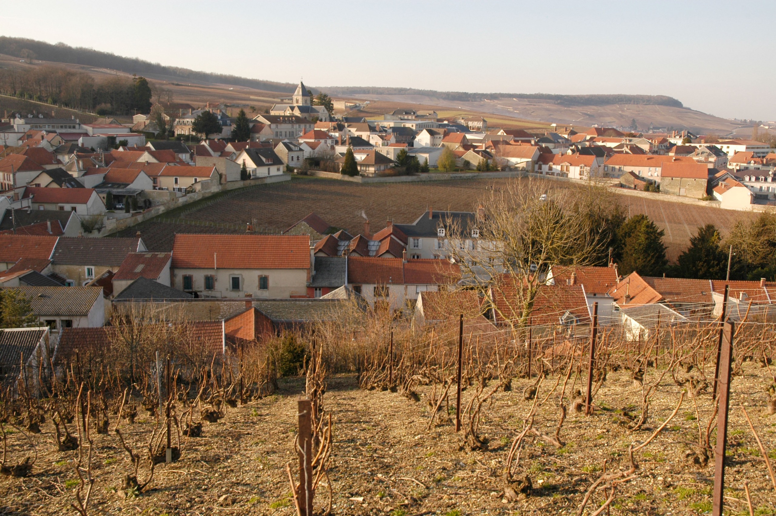 Krug's enclosed vineyard Clos de Mesnil in village of Le Mesnil-sur-Oger, Champagne,France