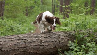 English springer spaniel jumping log in woodland