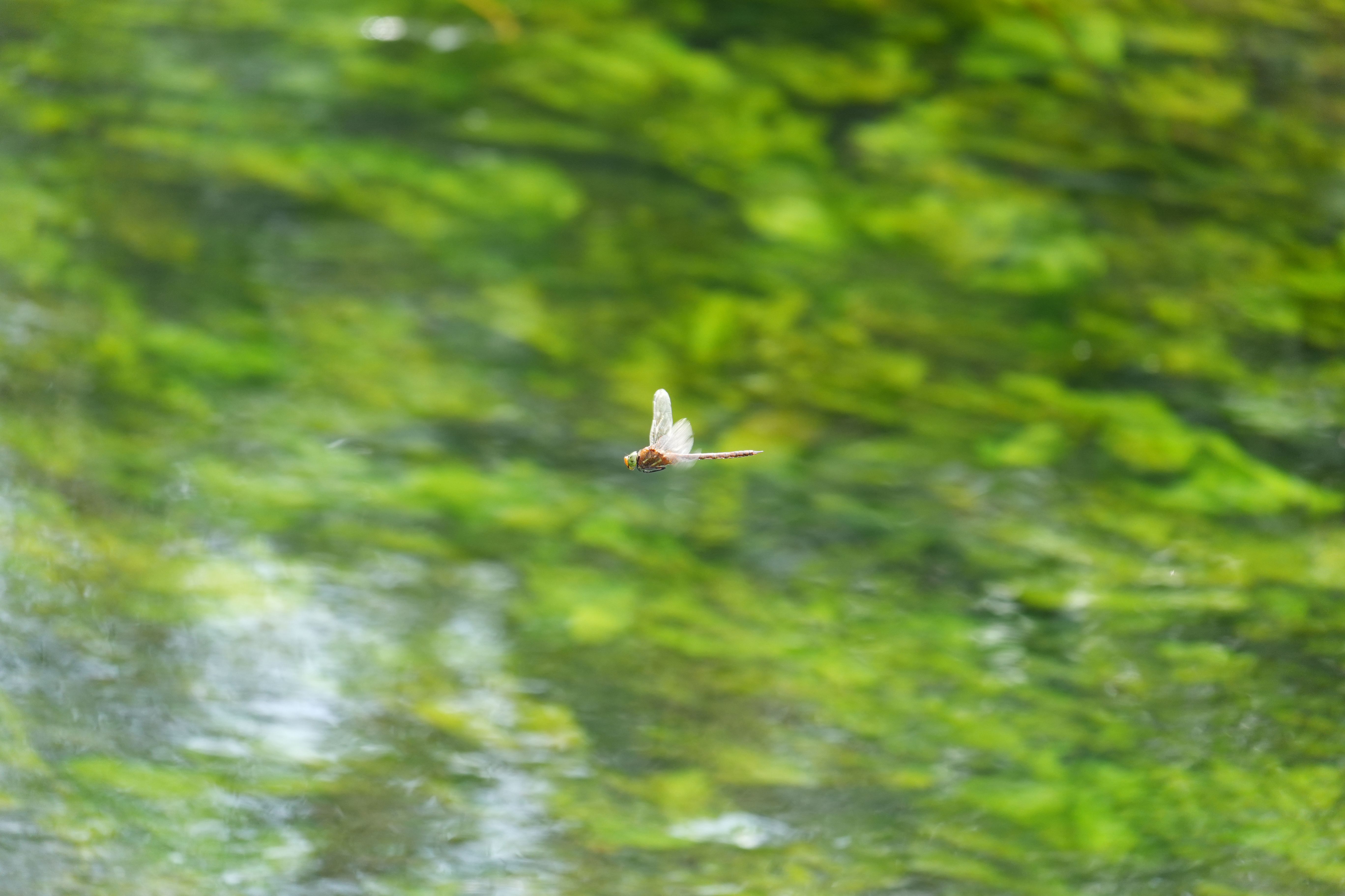 Dragonfly captured in flight above green plants beneath the water.