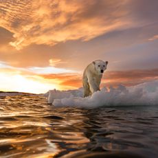 polar bear on a melting ice cap
