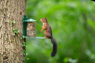 squirrel sitting on squirrel feeder