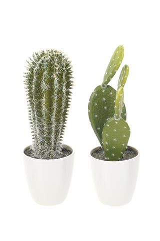 Small Succulent Cacti, 2 for £5