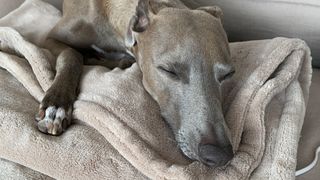 Dog asleep on an electric blanket