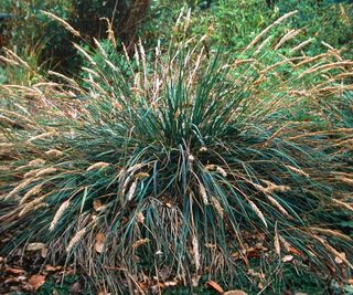 Calamagrostis foliosa grass