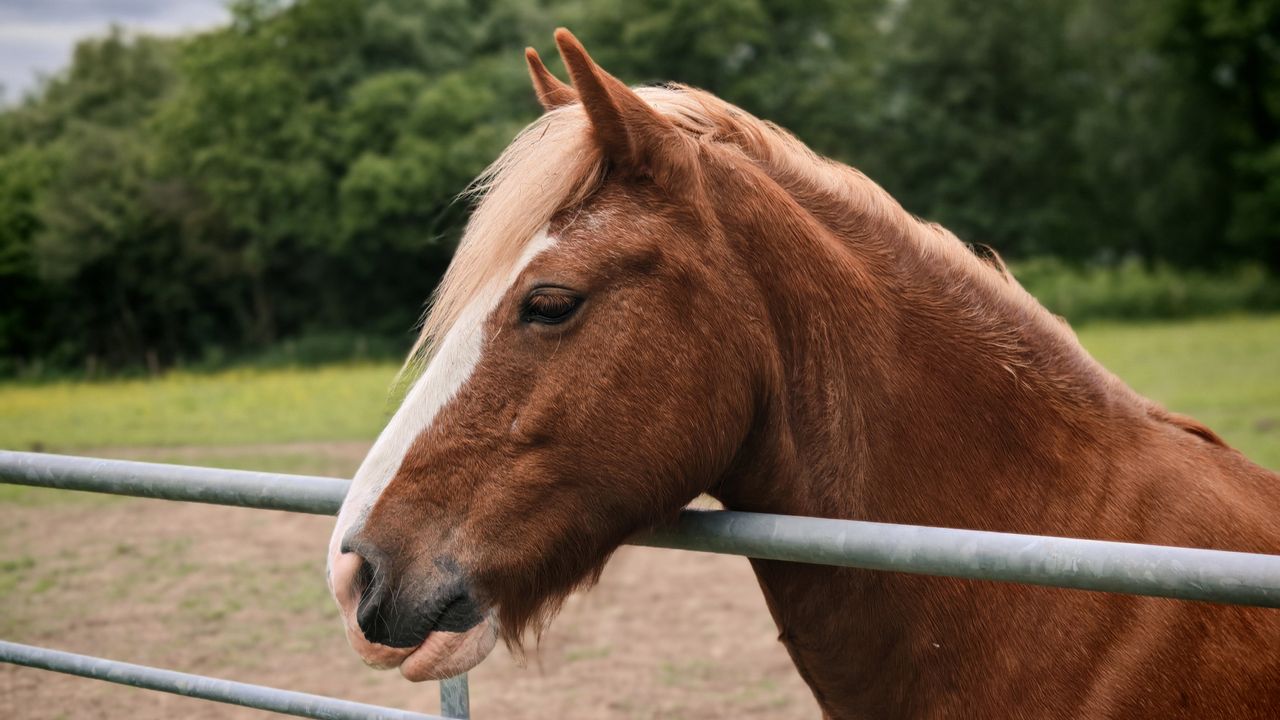 Honor 200 Pro camera samples