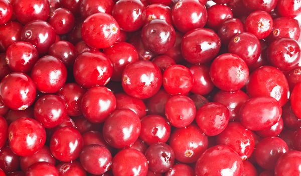 cranberries2-02