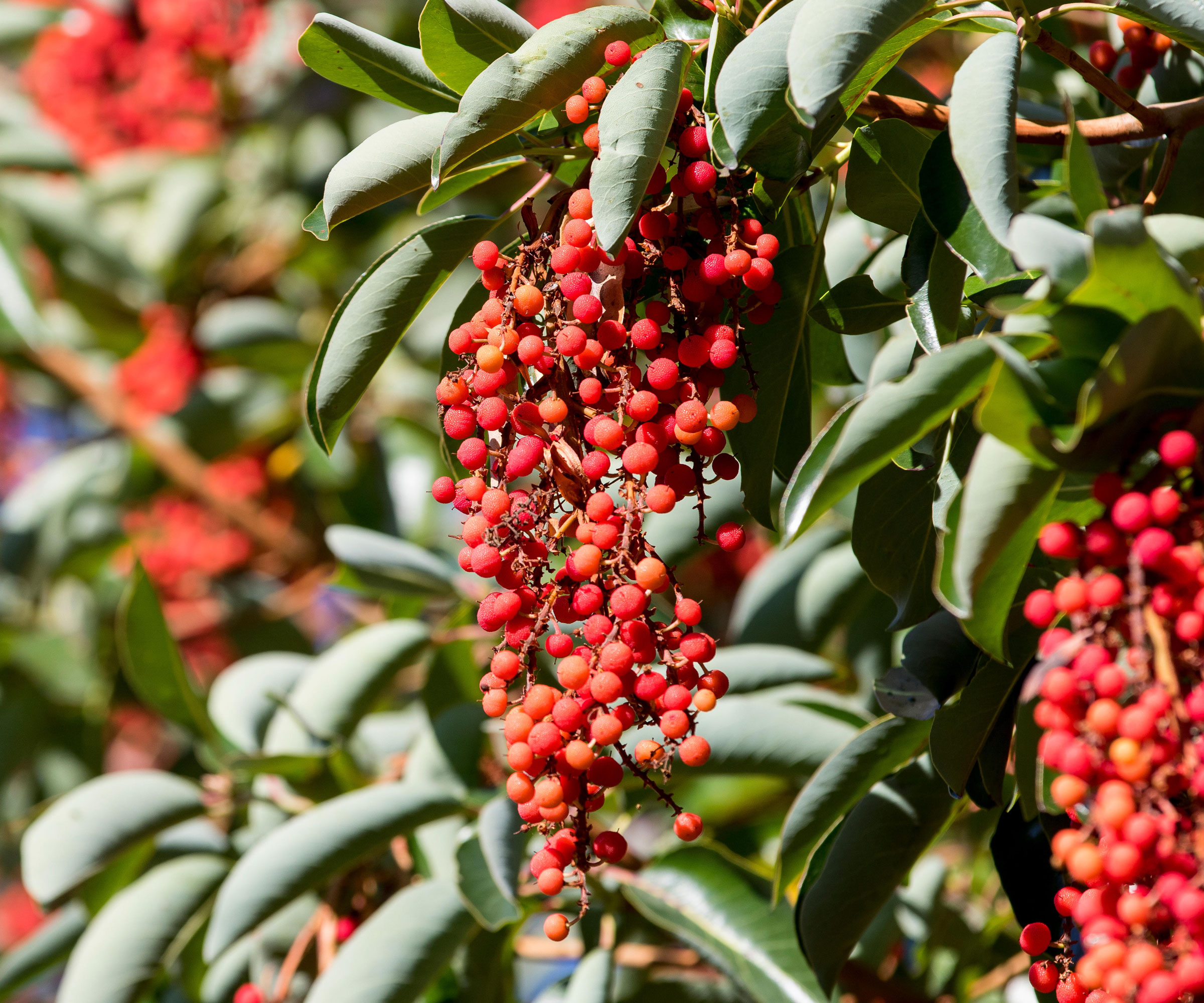 red berries and green leaves of Pacific madrone (Arbutus menziesii)